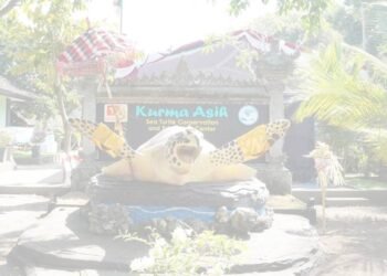 Penyu Untuk Indonesia